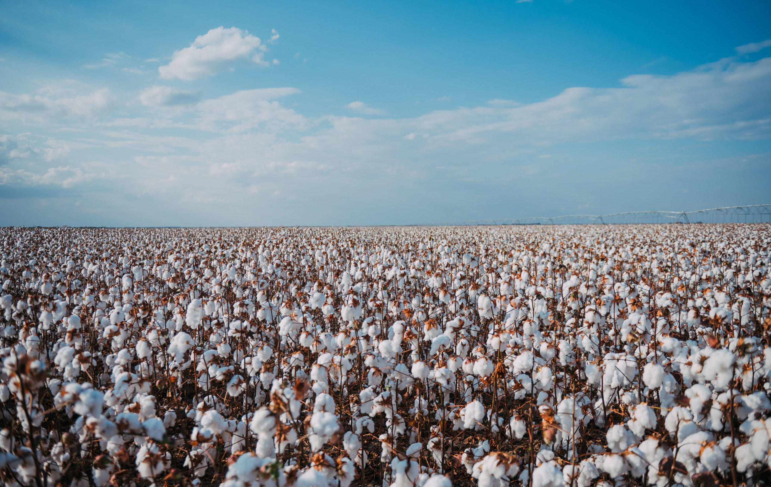 Inovações sustentáveis na produção de algodão na Bahia: redefinindo práticas agrícolas para um futuro mais verde
